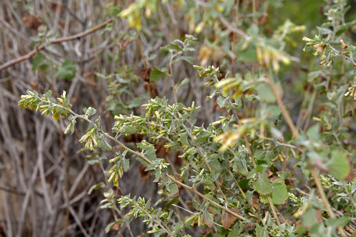 California Brickellbush or Brickell-bull as it is sometimes called is a woody shrub or sub-shrub that grows up to 2 feet (60 cm) or up to 6 feet (200 cm) tall.  Plants bloom from July to November or December. Brickellia californica